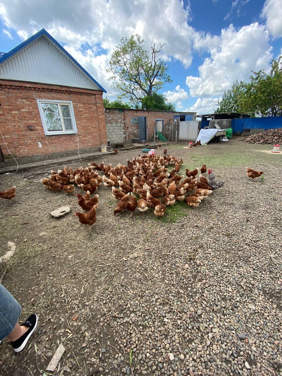 В Новоалександровске многодетная мать по соцконтракту стала крутым фермером