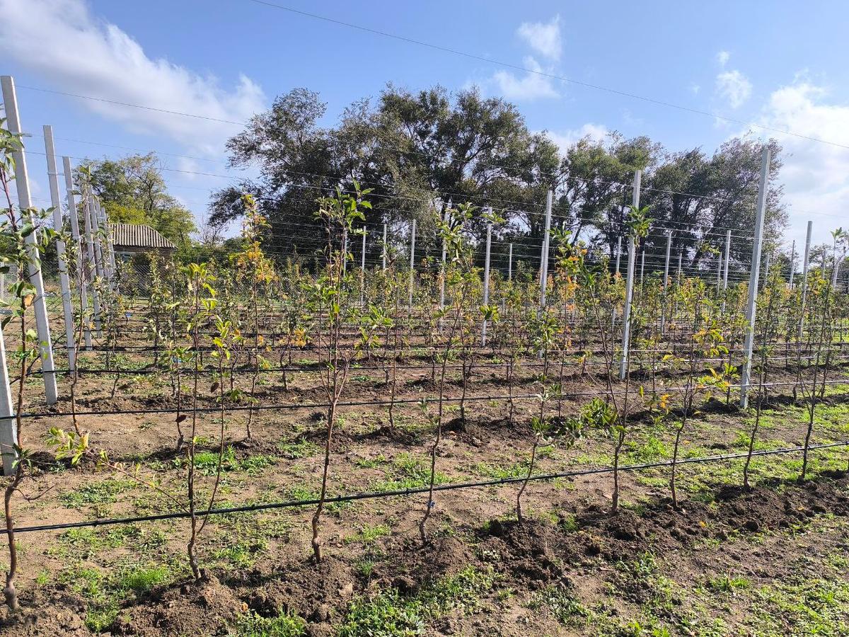 В отремонтированной школе Ипатовского округа посадили 480 фруктовых деревьев