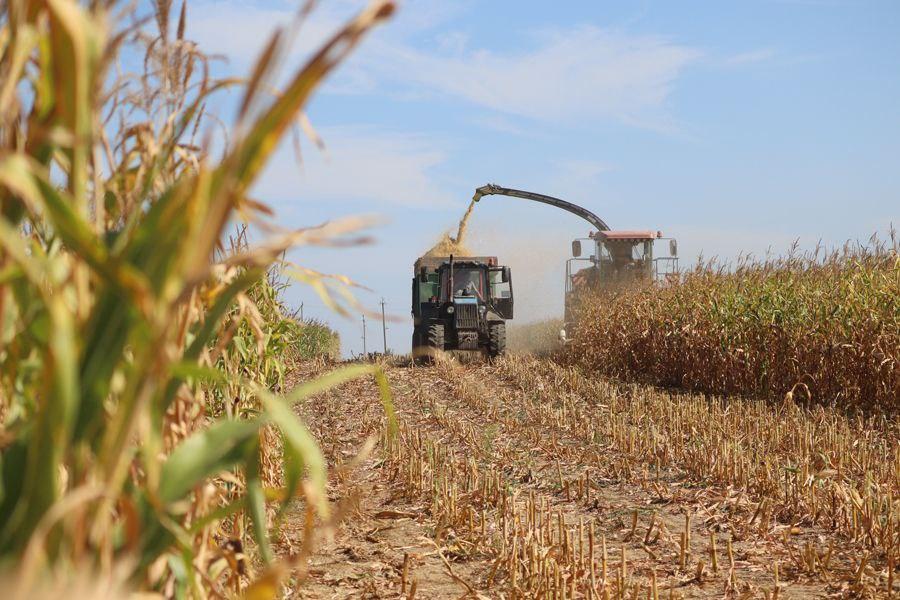 Рекордный урожай кукурузы собрали аграрии Предгорья в этом году