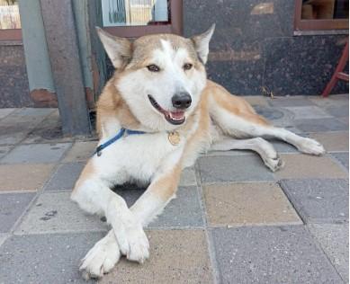 В Ставрополе разыскивают покинувшего хозяйский дом пса Альфа