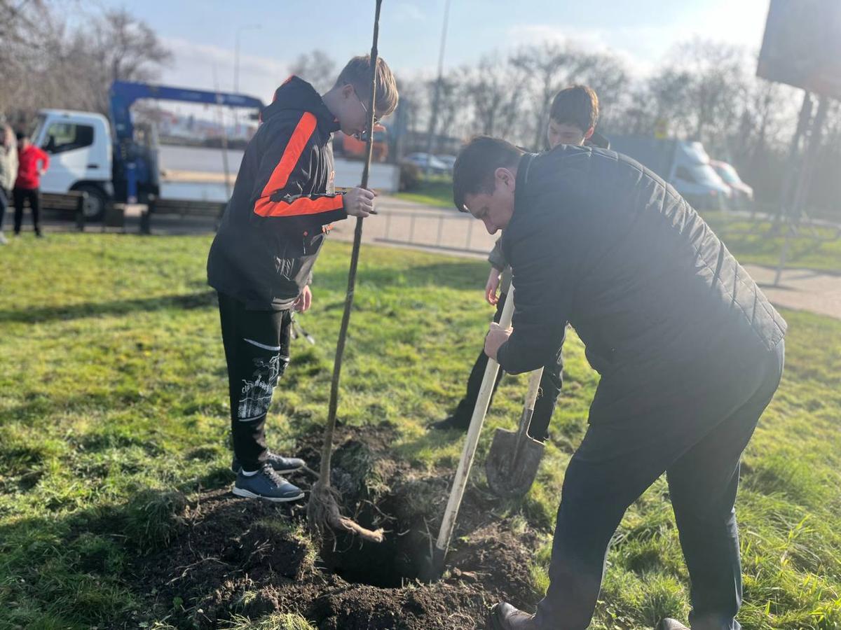 В Минеральных Водах на благоустроенных территориях высадили деревья