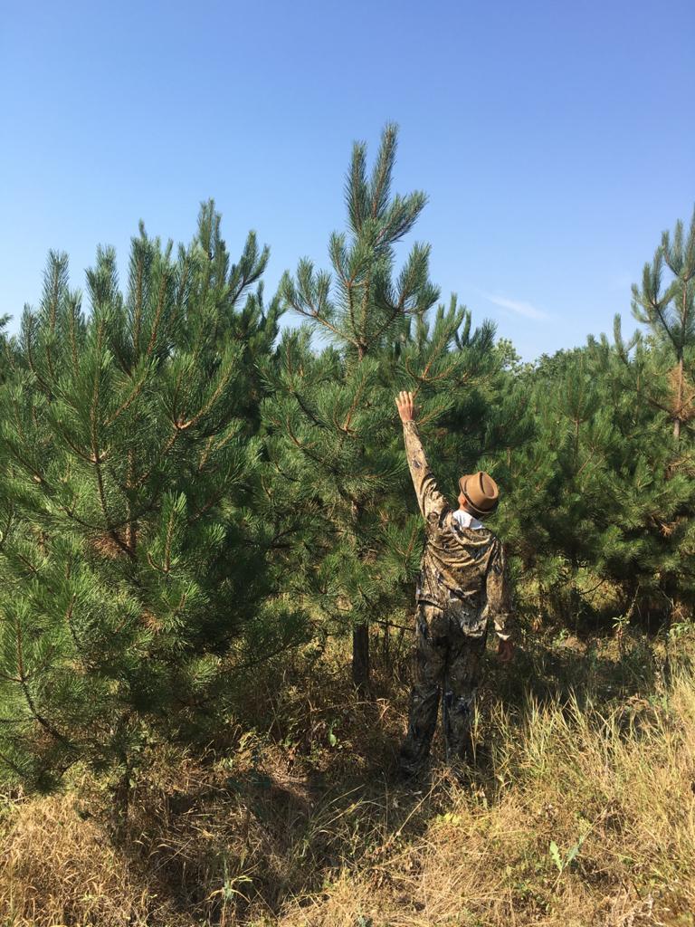 На Ставрополье усилили охрану хвойных деревьев перед Новым годом