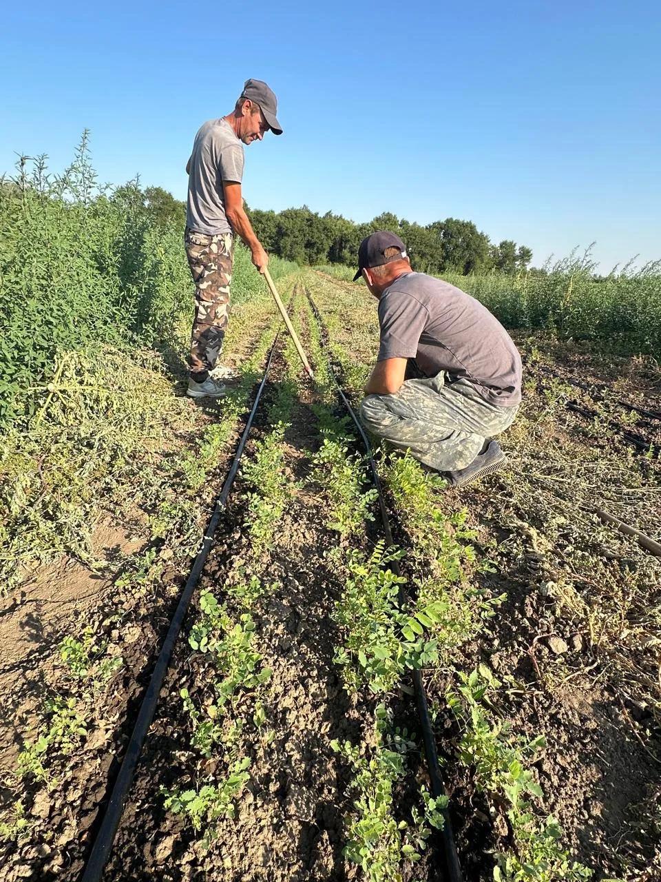 В 2025 году на Ставрополье восстановили 54 гектара лесов