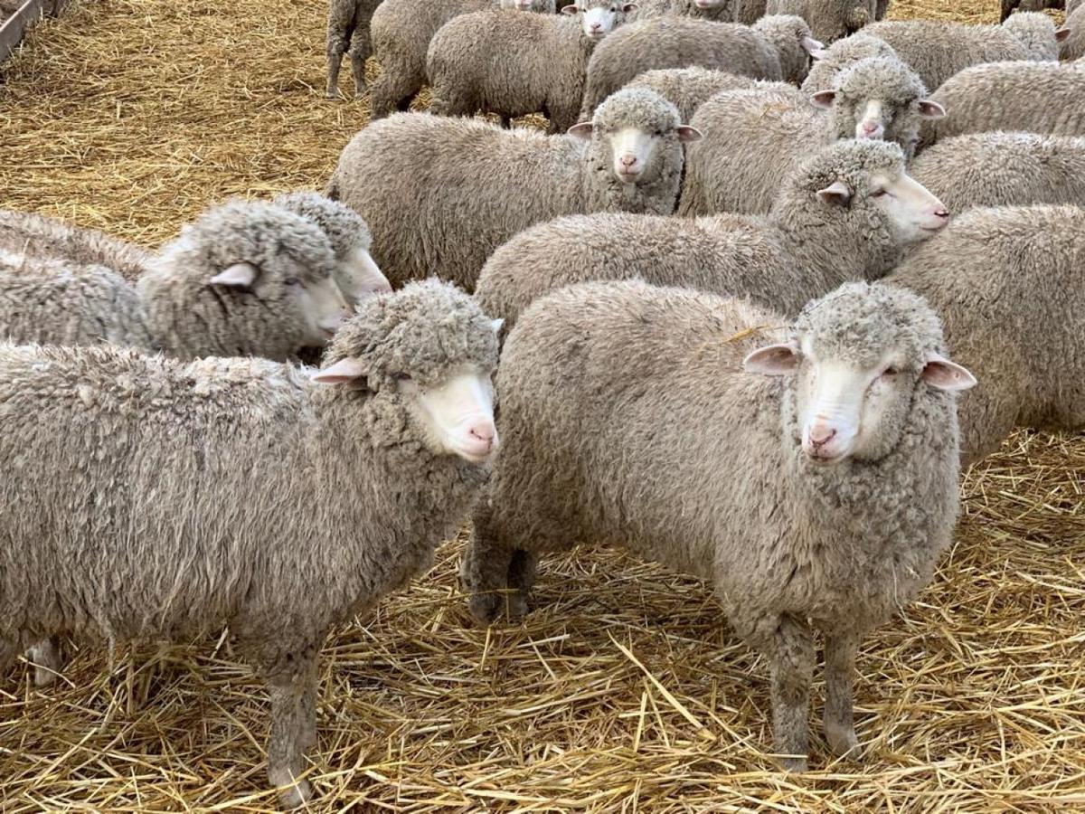 В зимовку скота в хозяйствах Ипатовского округа провели дезинфекцию животных