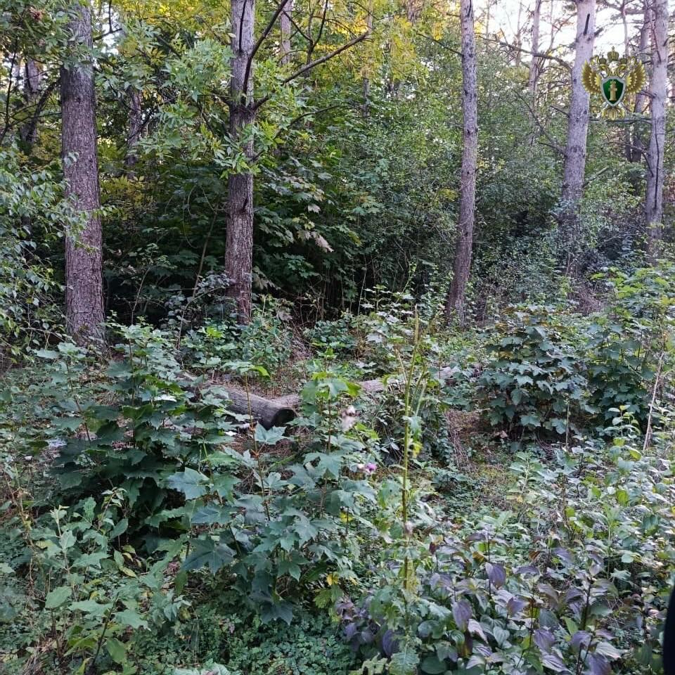 Предприятию придется устранить нарушения законодательства о лесе на Ставрополье