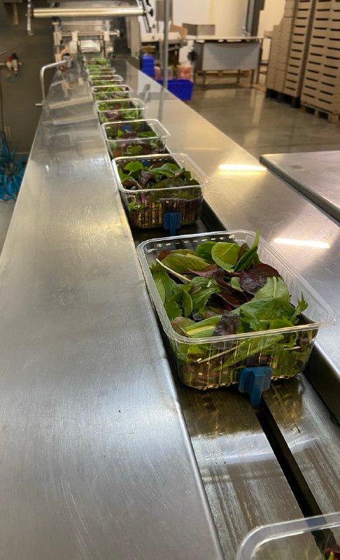 В Предгорном округе собрали 22 тонны салатов по новой технологии