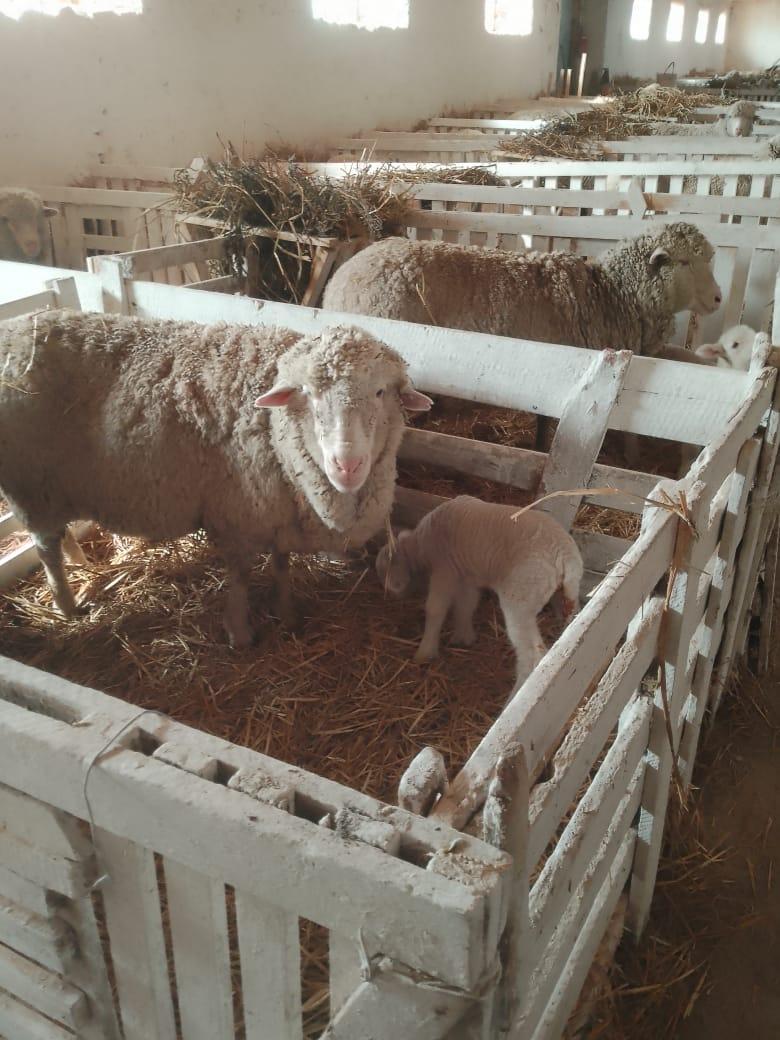 Ипатовские животноводы запланировали получить более 8,5 тыс. ягнят