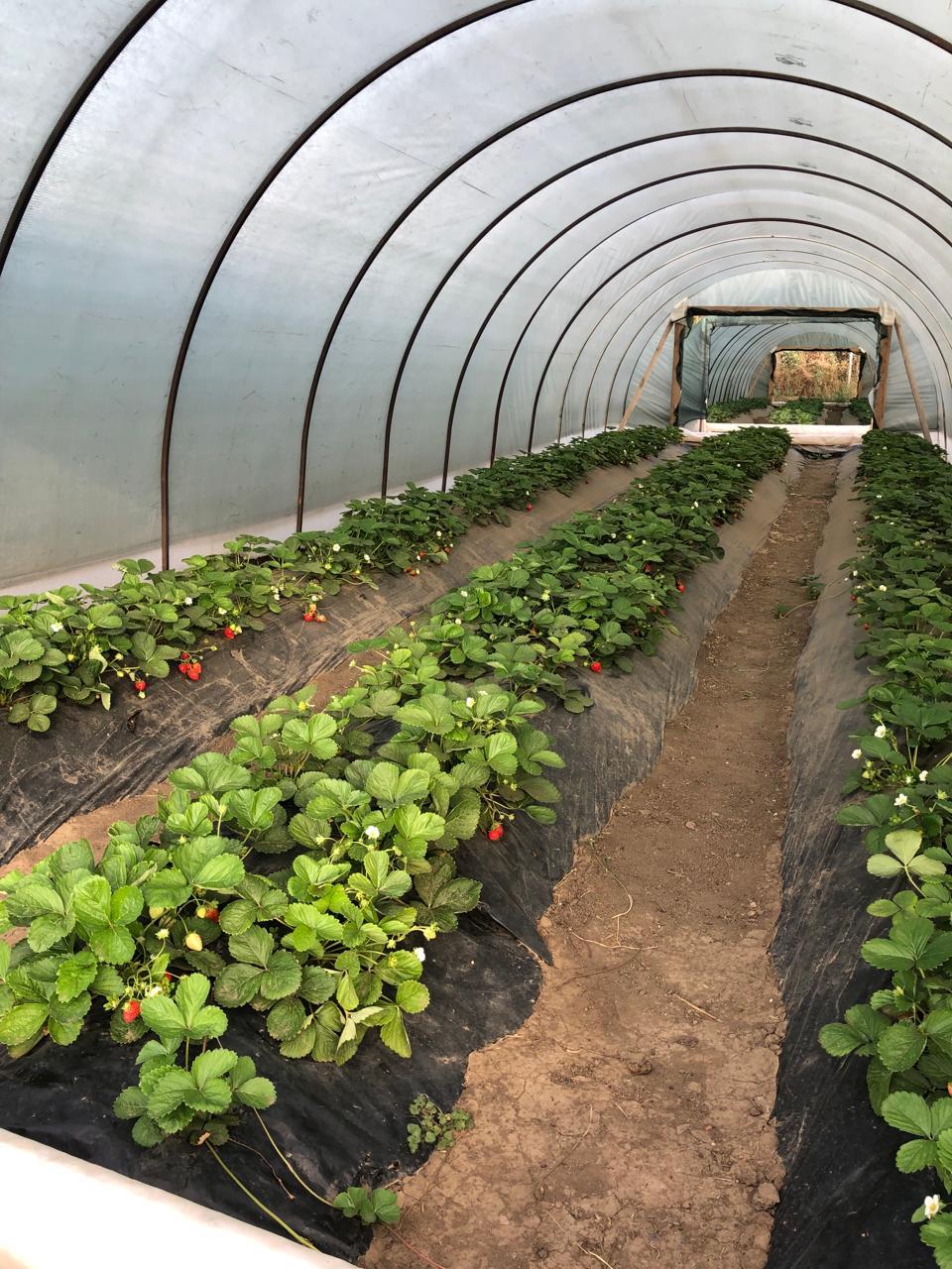 В 2026 году в Ипатовском округе планируют заключить 98 социальных контрактов