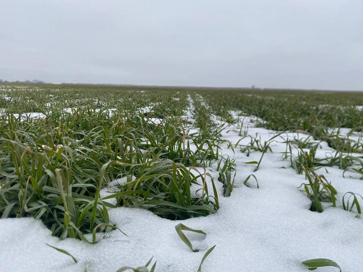 У озимых в Нефтекумском округе нет гибели посевов