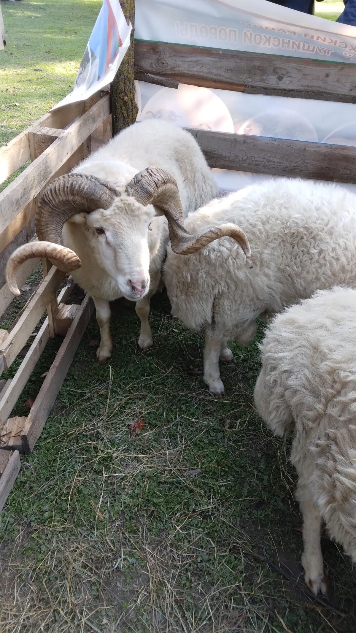 На сумму более 11 млн рублей обманул минсельхоз фальшивый арзгирский овцевод