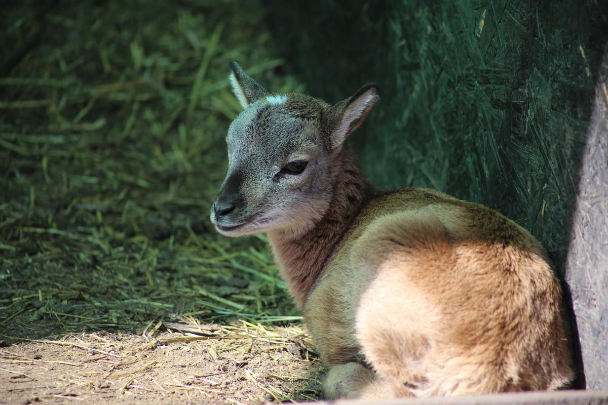 Большая дружная семья