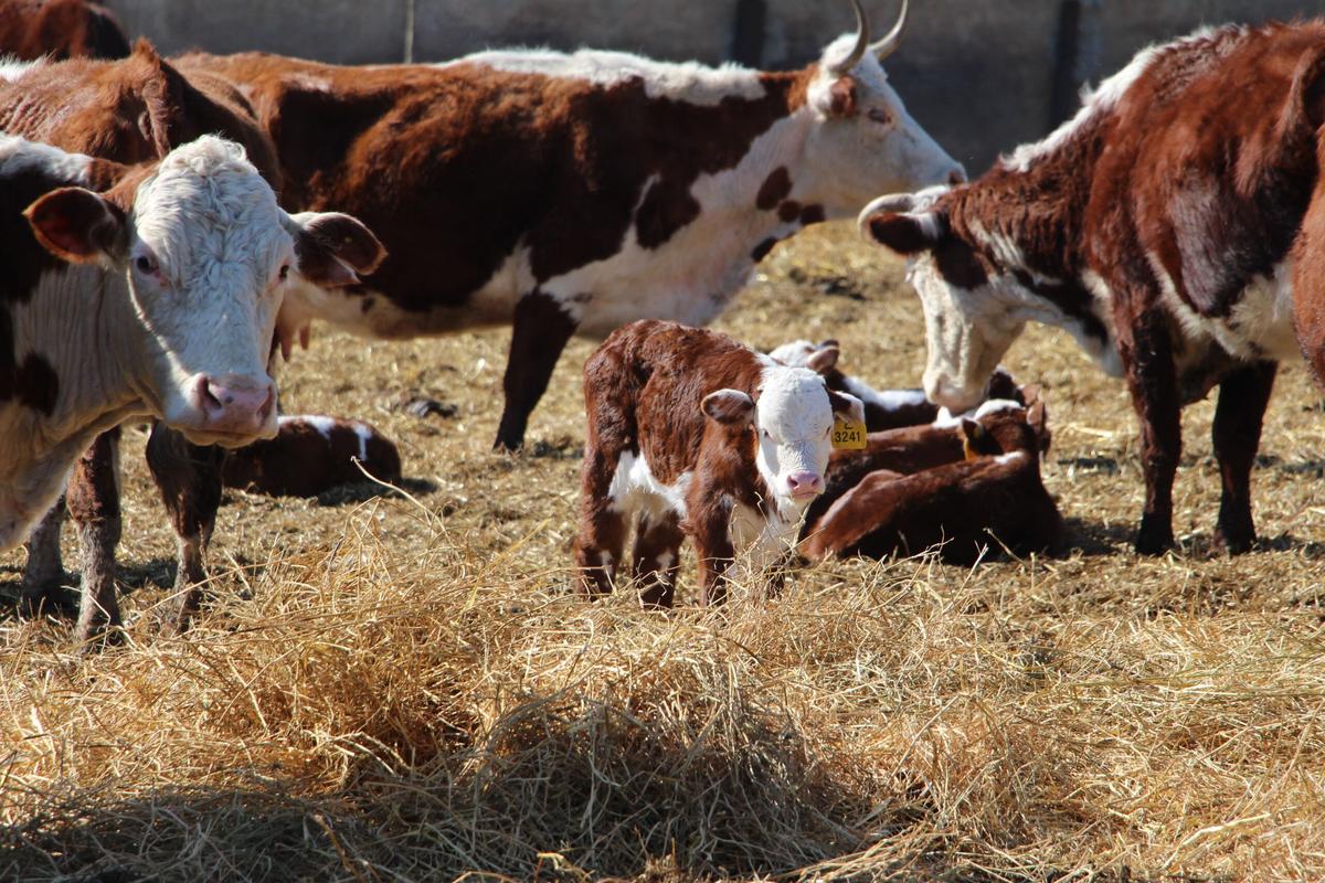 Ипатовские животноводы хотят получить более 3,3 тыс. телят