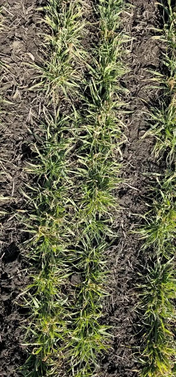 Аграрии Кировского округа начали сортовые испытания овса