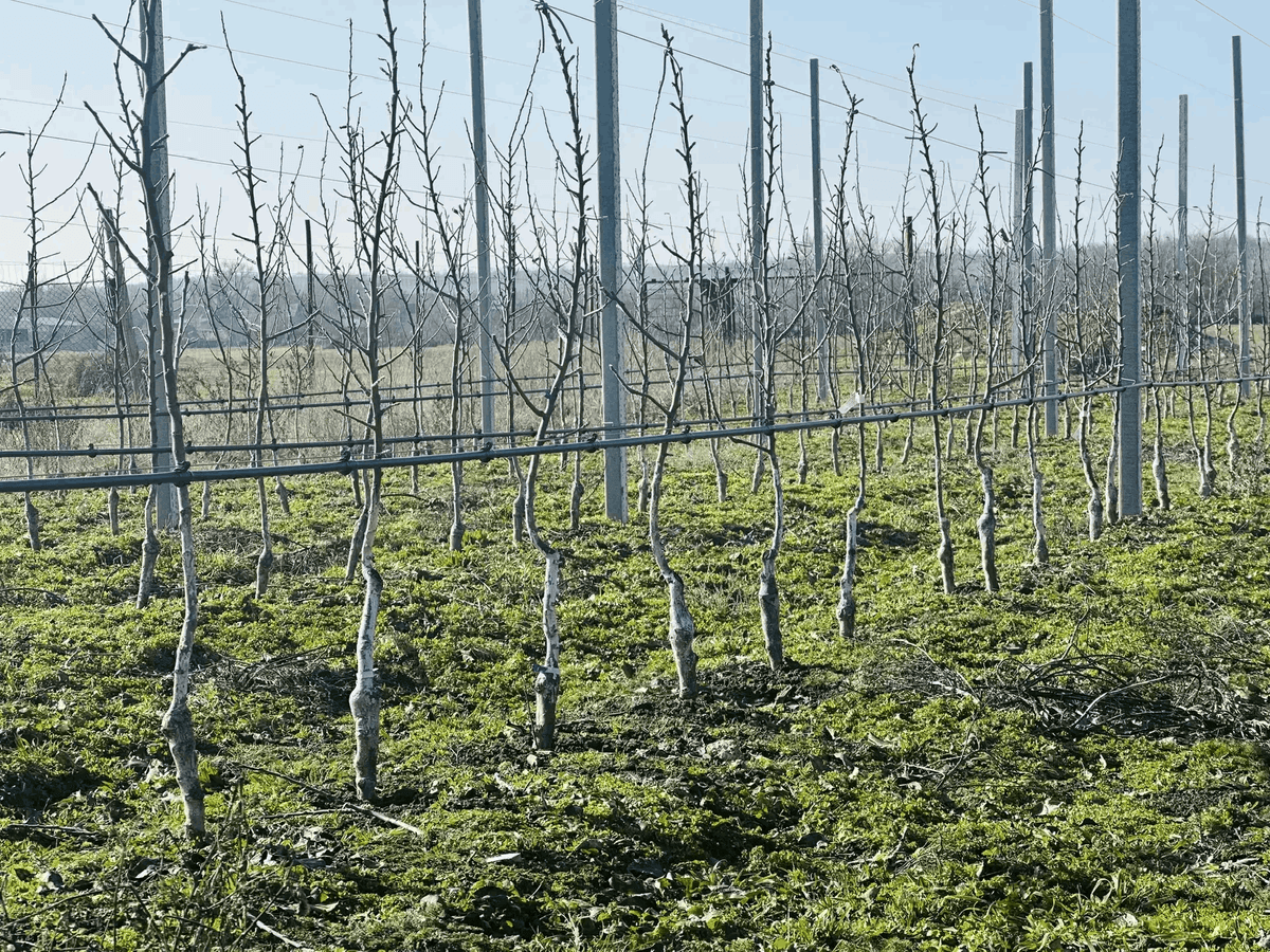 В суперинтенсивных садах Новоселицкого округа стартовали весенние работы