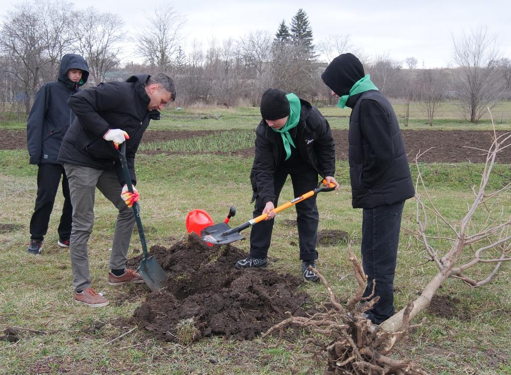 После 150 клёнов осенью аллею из двухсот катальп высадили в Кочубеевском округе