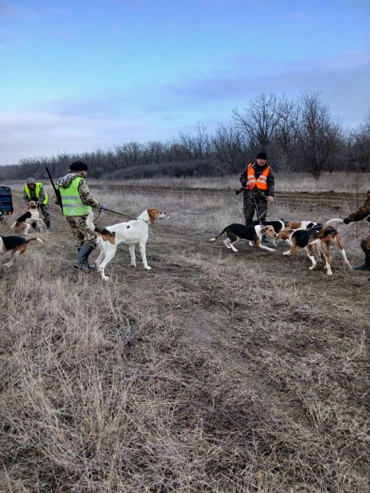 На Ставрополье устроили охоту на шакалов с собаками