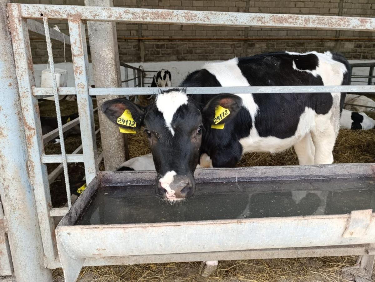 На Ставрополье увеличилась рождаемость телят