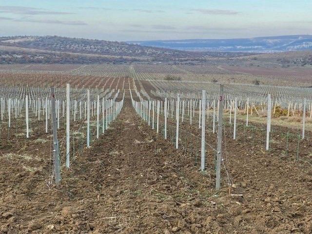 Новые виноградники появятся в трех округах Ставрополья