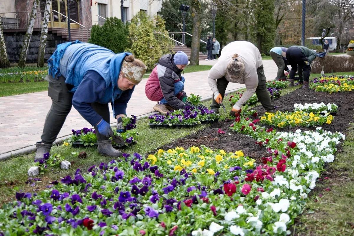 В Ставрополе началась весенняя высадка рассады на городских клумбах