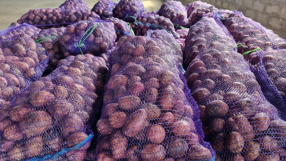 Картофеля на Ставрополье будет больше разных сортов