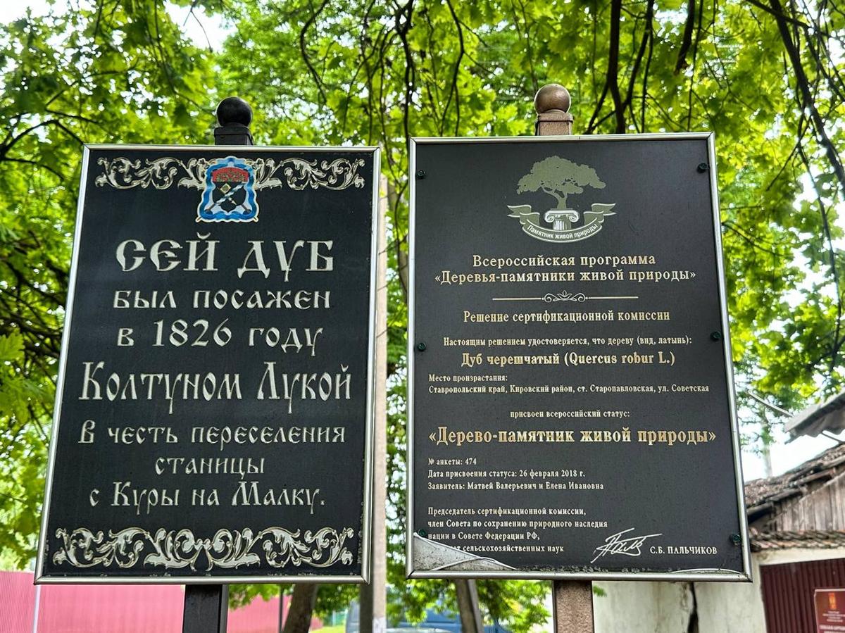 У дуба-памятника в Кировском округе благоустроят территорию