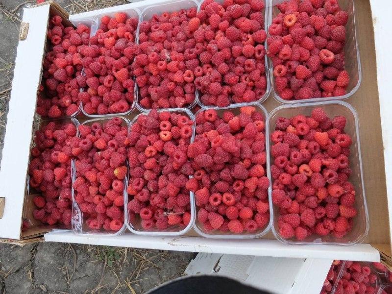 В Предгорном округе рост производства малины вырос на 20%