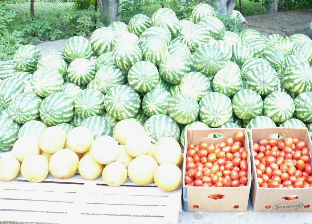 В самом начале уборки бахчевых на Ставрополье уже собрали урожай с 10 гектаров