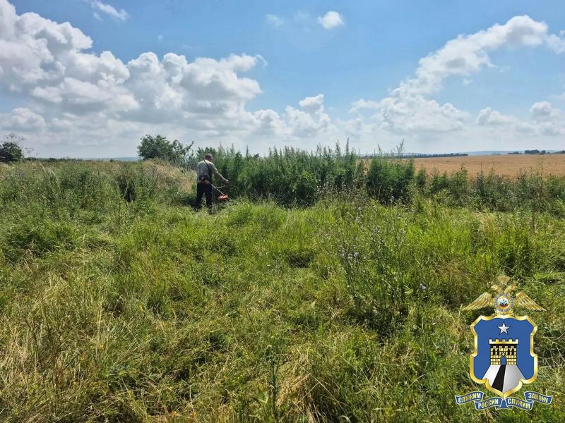 Более 30 квадратных метров конопли скосили и утилизировали у Воровсколесской