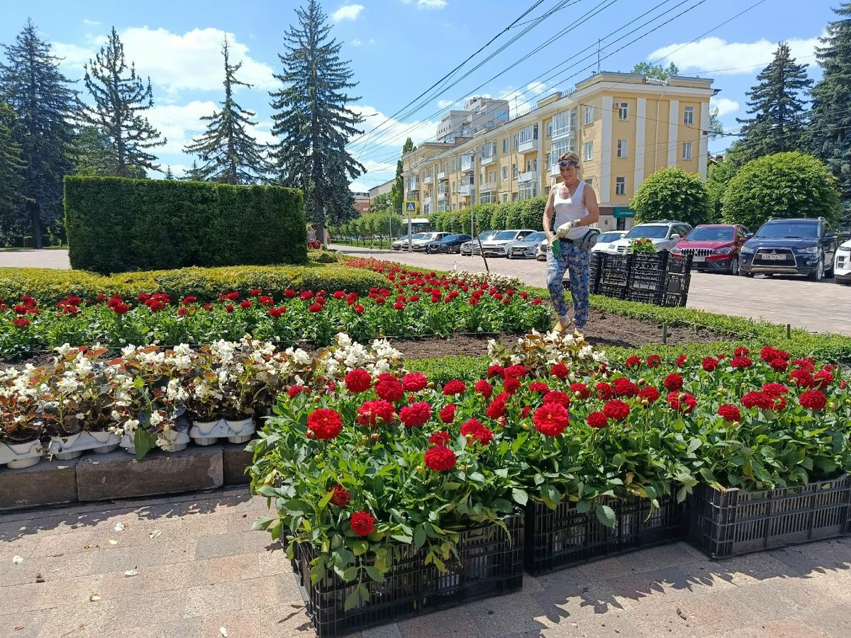 Кто и зачем выкапывает растения с городских клумб?