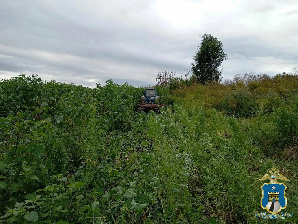 В Андроповском округе уничтожили около тысячи кустов дикорастущей конопли