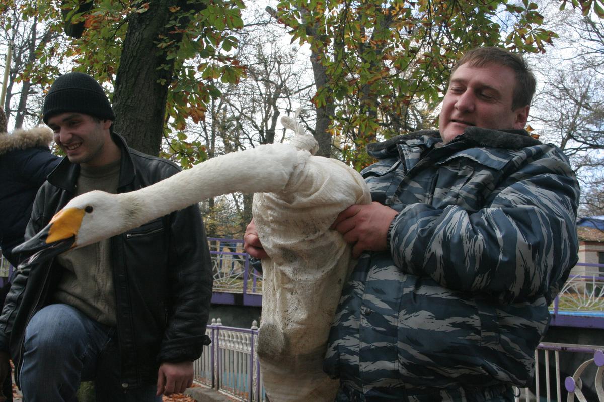 Курятник в зоне правового регулирования