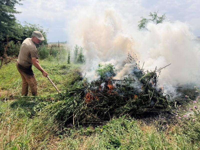 За две недели на Ставрополье выявлено 128 наркопреступлений