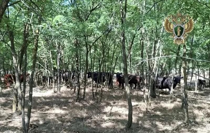 Уникальному лесу в Нефтекумском районе рогатая скотина нанесла ущерб в 400 тысяч