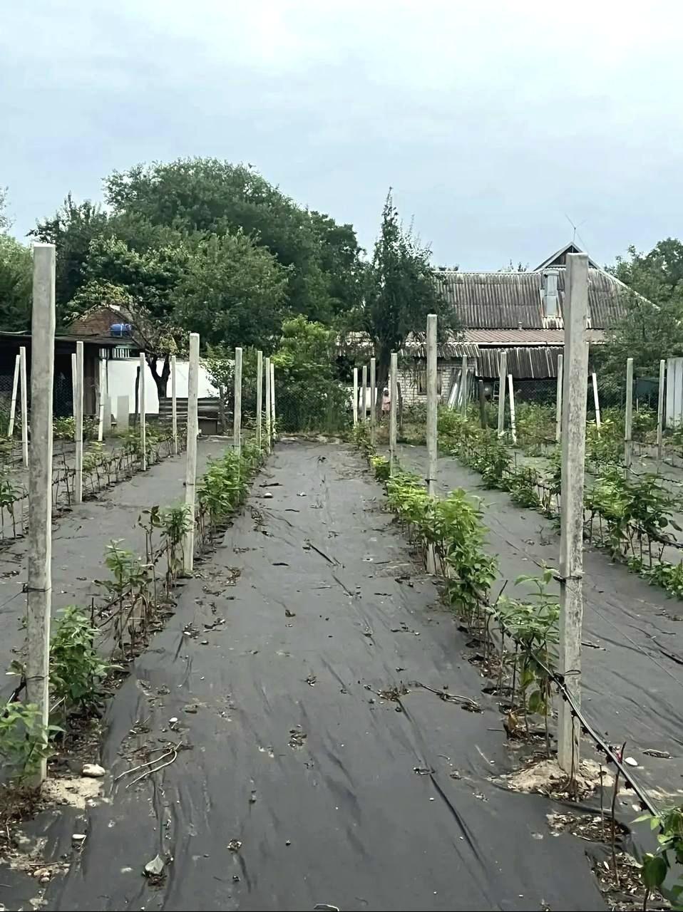 В Кировском округе ветеран СВО начал выращивать малину