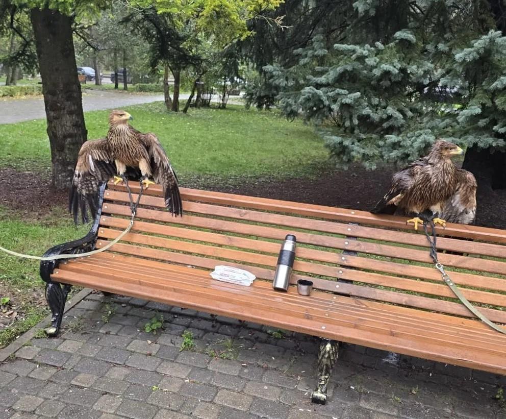 Мэр Пятигорска и стражи порядка отобрали еще двух орлов у уличных фотографов