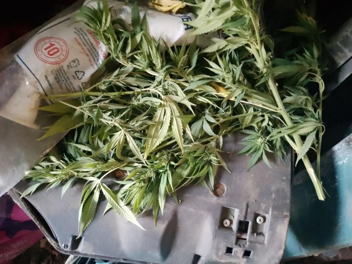 Житель Апанасенковского округа прятал дома 230 грамм растительного наркотика