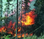Появился «горячий телефон» для сообщений о лесных пожарах