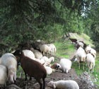 Транспорт города: можно ли корову пасти с овцами?