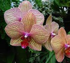 Фаленопсис – неземная орхидея