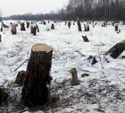 Под Новый год в Ставрополе незаконно вырубили деревья  почти на 6 млн руб.