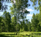 Лес - это главное богатство России