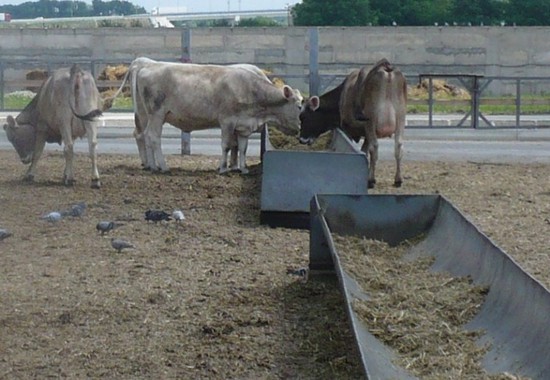 Разведение крупного рогатого скота молочного направления