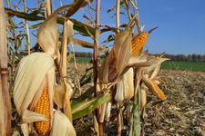 Уборка кукурузы. Администрация Минераловодского округа