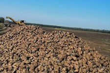 Уборка урожая сахарной свеклы. Минсельхоз Ставропольского края