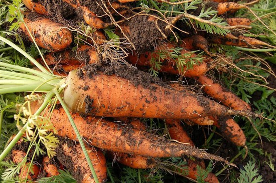 Урожай моркови в 2023 году. Минсельхоз Ставропольского края