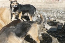 Уличные собаки на Ставрополье