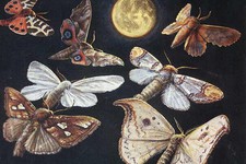 Ночные бабочки
