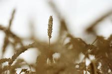 , сельское хозяйство, пшеница
