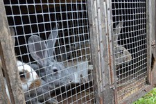 Деревянный «дом» спас кроликов,  но пострадала обшивка