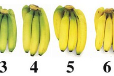 Градация спелости бананов